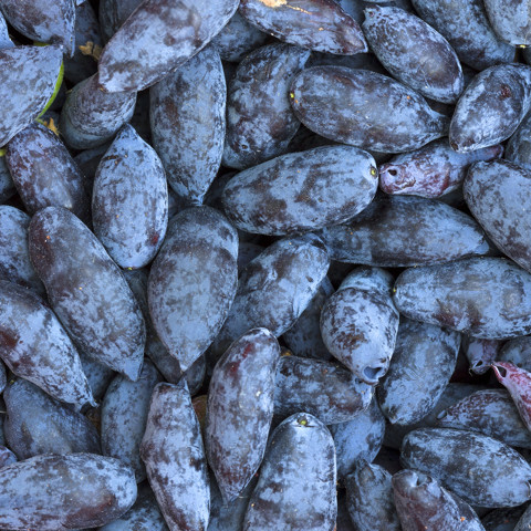 Μούρο Zimolost: Διατήρηση των ανθοκυανινών